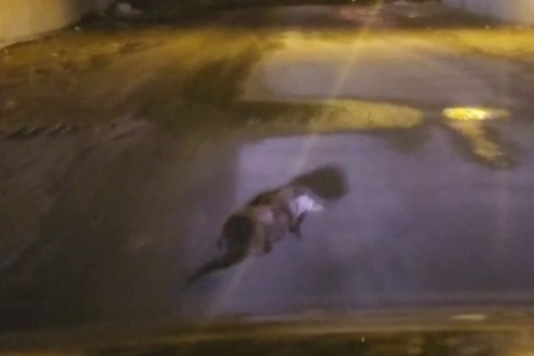 Yol ortasındaki su samuru görüntülendi