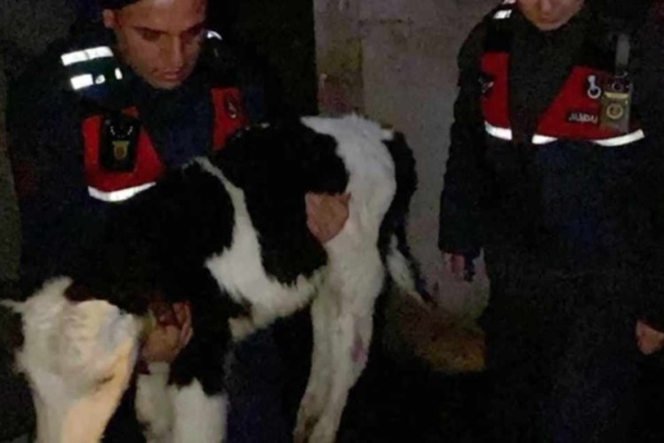 Buzağı hırsızları kıskıvrak yakalandı!