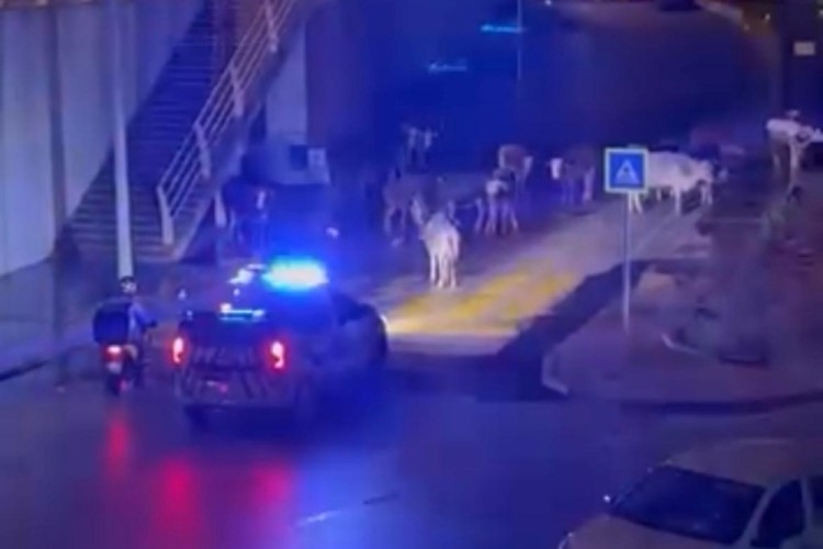 Polisin "İnekler dağılın" anonsu gülümsetti