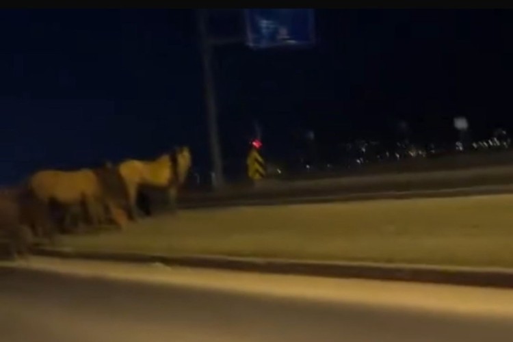 Bolu'da şaşırtan g&ouml;r&uuml;nt&uuml;!