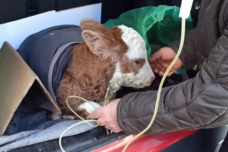 Buzağına otomobilin bagajında serum takviyesi