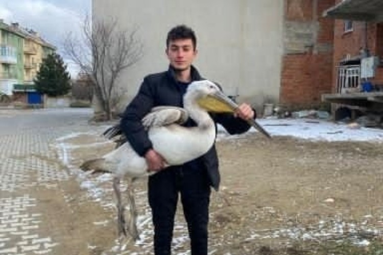 Sokakta y&uuml;r&uuml;rken dev pelikan buldu