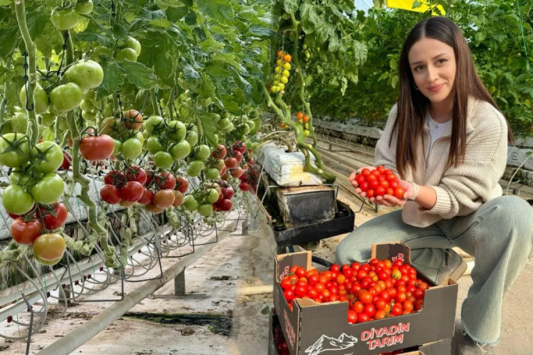 Ağrı'dan domates atağı: Eksi 25 derecede &uuml;retiliyor, Avrupa sofralarına gidiyor!