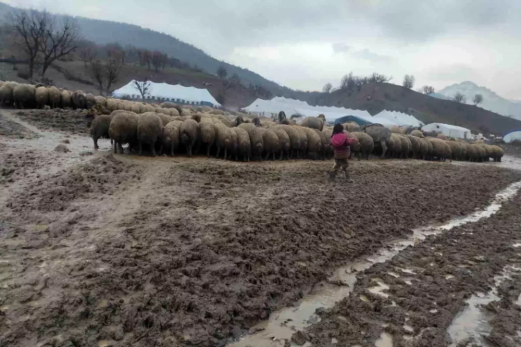 Kendisi k&uuml;&ccedil;&uuml;k y&uuml;reği b&uuml;y&uuml;k: Yeni doğan kuzuyu soğuktan korumak i&ccedil;in g&ouml;sterdiği &ccedil;aba duygulandırdı...