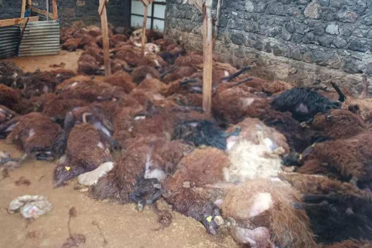 Bir gecede 200 koyununu kaybeden vatandaşı ağlatacak s&uuml;rpriz!