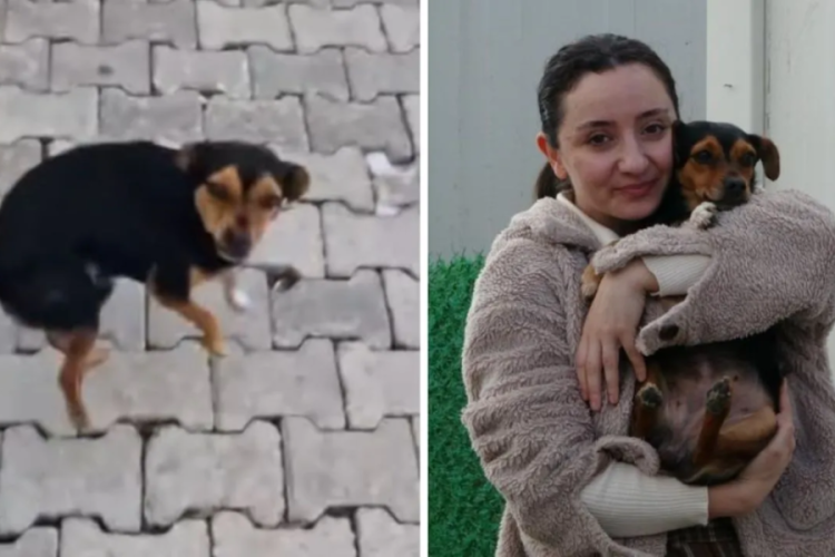 'Anasının tatlısı, anasının ballısı' diye sevilmesi g&uuml;ndem olmuştu! T&uuml;rkiye, Boncuk'u konuşuyor