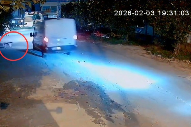 Cani s&uuml;r&uuml;c&uuml; araca havladı diye k&ouml;peği ezdi!