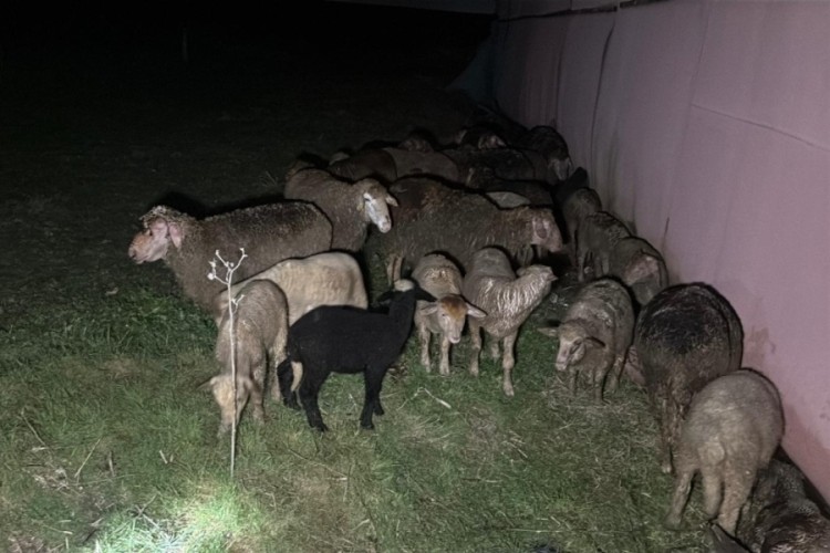 Tekirdağ'da &ccedil;iftlik yangınında, 60 k&uuml;&ccedil;&uuml;kbaş &ouml;ld&uuml;