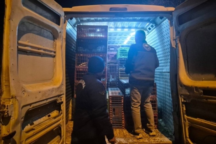 Bilecik'te belgesiz hayvan sevkine 52 bin 720 TL ceza