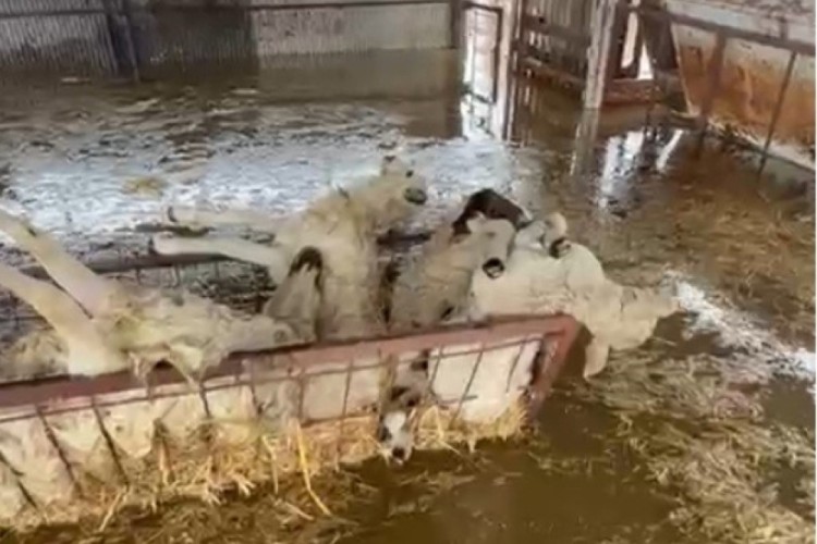 Hayvan damı sular altında kaldı, koyunlar telef oldu!