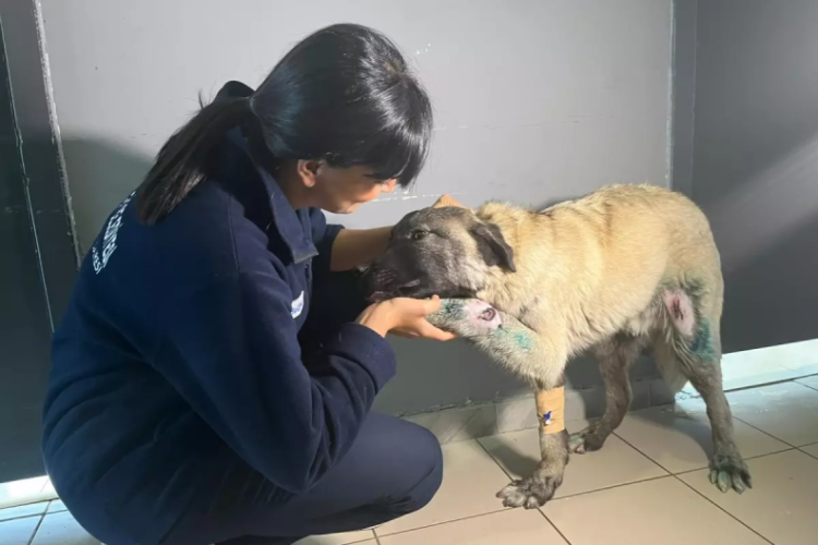 Kamyonete bağlanarak s&uuml;r&uuml;klenen k&ouml;pek kurtarıldı