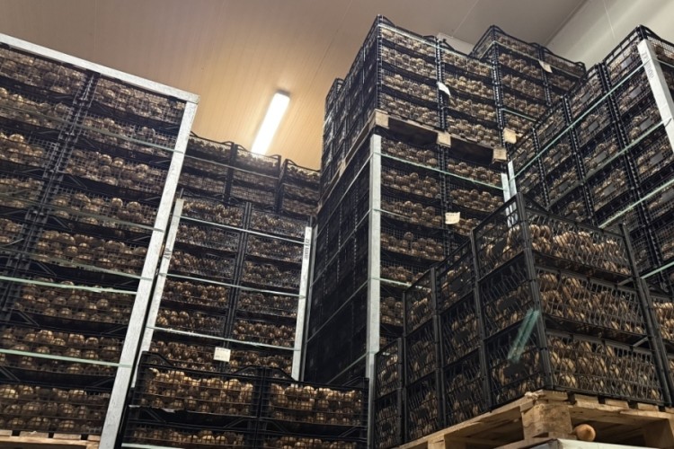 Bursa'da tarım tarihine geçen meyve! Boyutlarını görenler inanamadı...