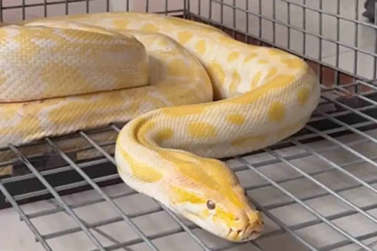 Denizli'de AVM'den piton &ccedil;ıktı! Ekipler harekete ge&ccedil;ti
