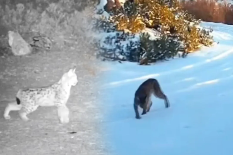 'Ormanın hayaleti' ortaya çıktı! Nesli tükenmeden görüntülendi 