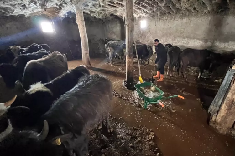 Yağmur sele dönüştü: Ahırları su bastı 