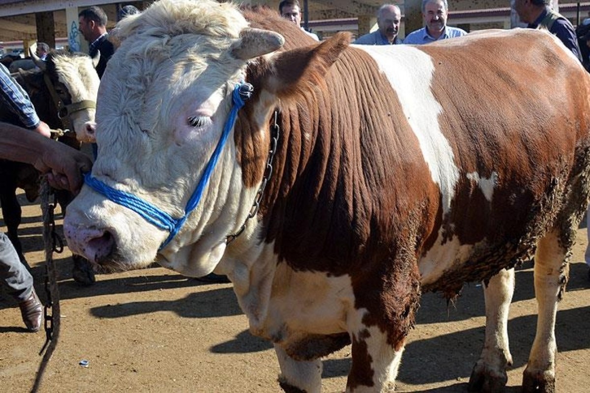 Türkiye genelinde büyükbaş sayısı açıklandı: Bursa'nın yeri belli oldu!