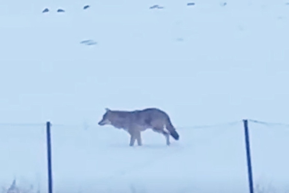 3 ayaklı kurt Ardahan'da görüntülendi 