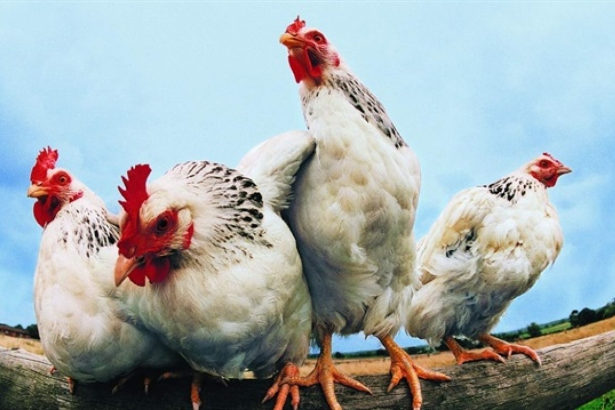 İhracat yasağında 'tavuk ayağı' bilmecesi!