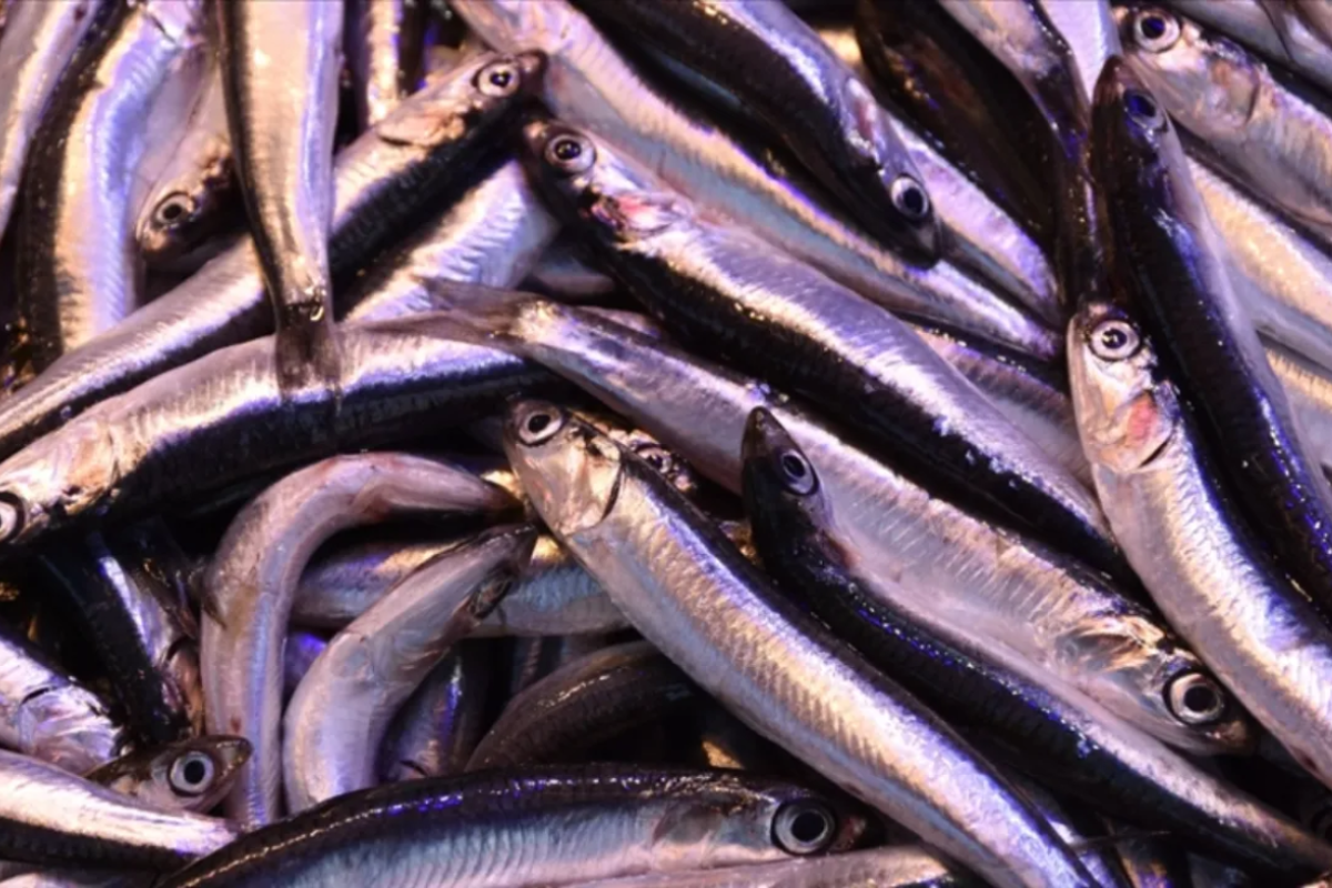 Hamside fiyatlar dip yaptı! Deniz bereketi tezganlara yansıdı 