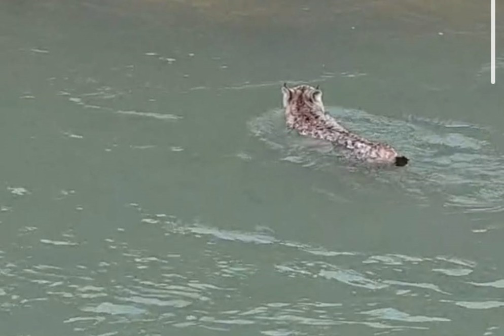 Nesli tehlike altında olan vaşak, çaydan geçerken görüntülendi