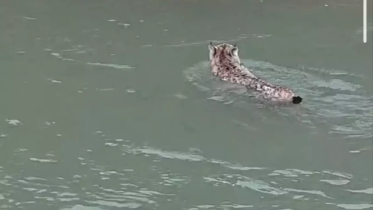 Nesli tehlike altında olan vaşak çaydan geçerken görüntülendi