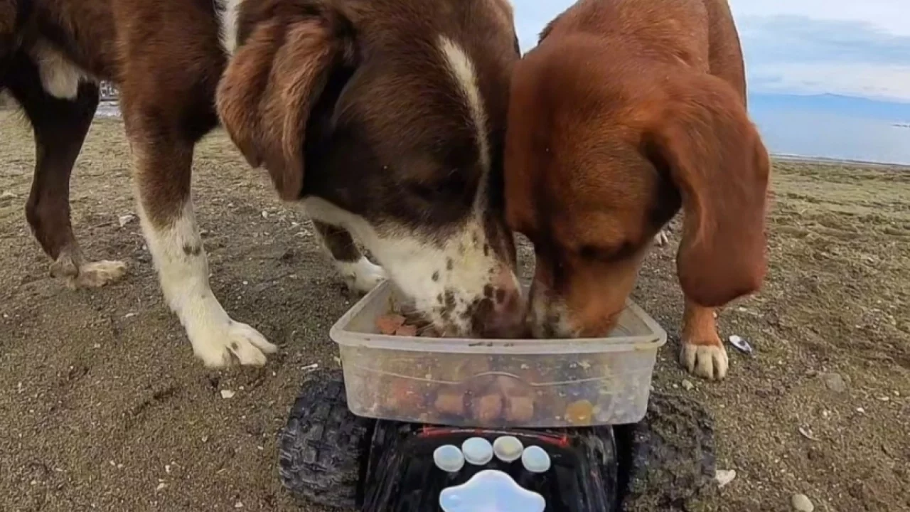 Bursa'da sokak hayvanlarına uzaktan kumanda ile mama servisi