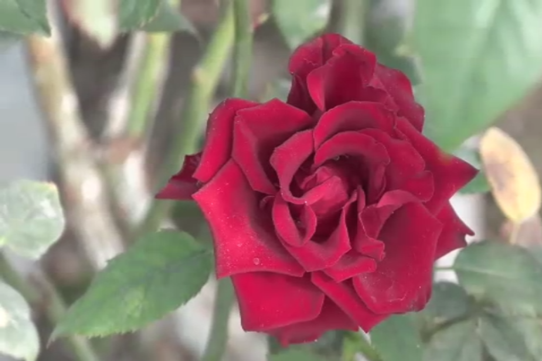 Eşi ile sevgililere rengarenk güller yetiştirdi