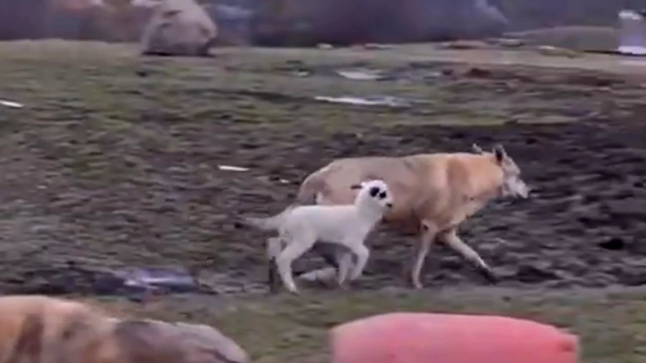 Kıyamet alameti gibi olay! Kurtla kuzu arkadaş oldu...