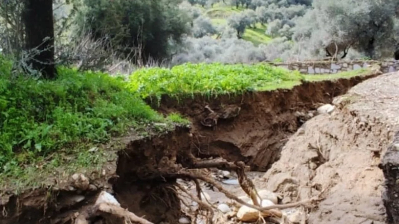Aydın'da taşkın zeytinlikleri vurdu: Dere yön değiştirdi