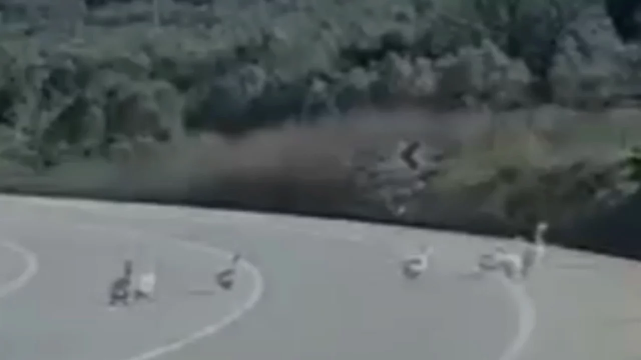 Gemlik'te yolu kesen sürü hem şaşırttı hem güldürdü!