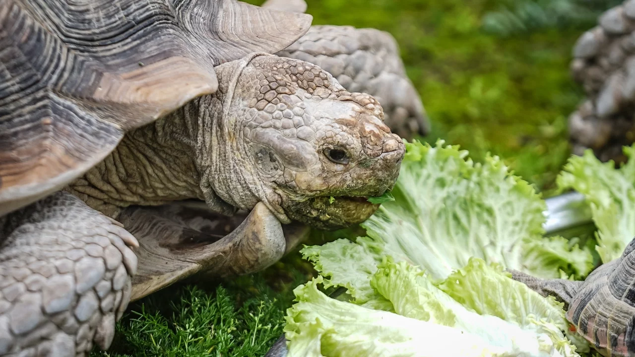 Bursa Hayvanat Bahçesi'nde egzotik türlere soğuk hava önlemi