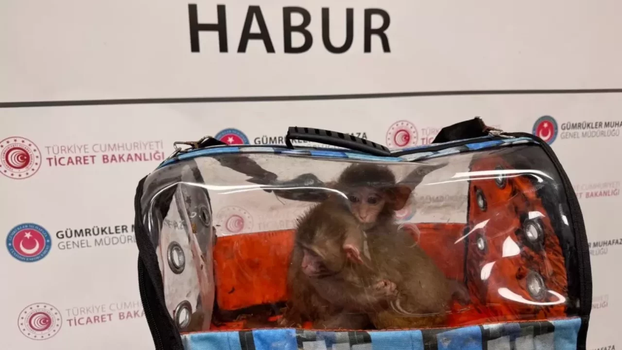 2025'te g&uuml;mr&uuml;klerde 85 bin 342 canlı hayvan ele ge&ccedil;irdi