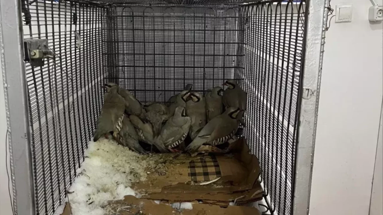 Van'da bahçesinde 14 kınalı keklik yakalanan kişiye 75 bin 303 lira ceza verildi