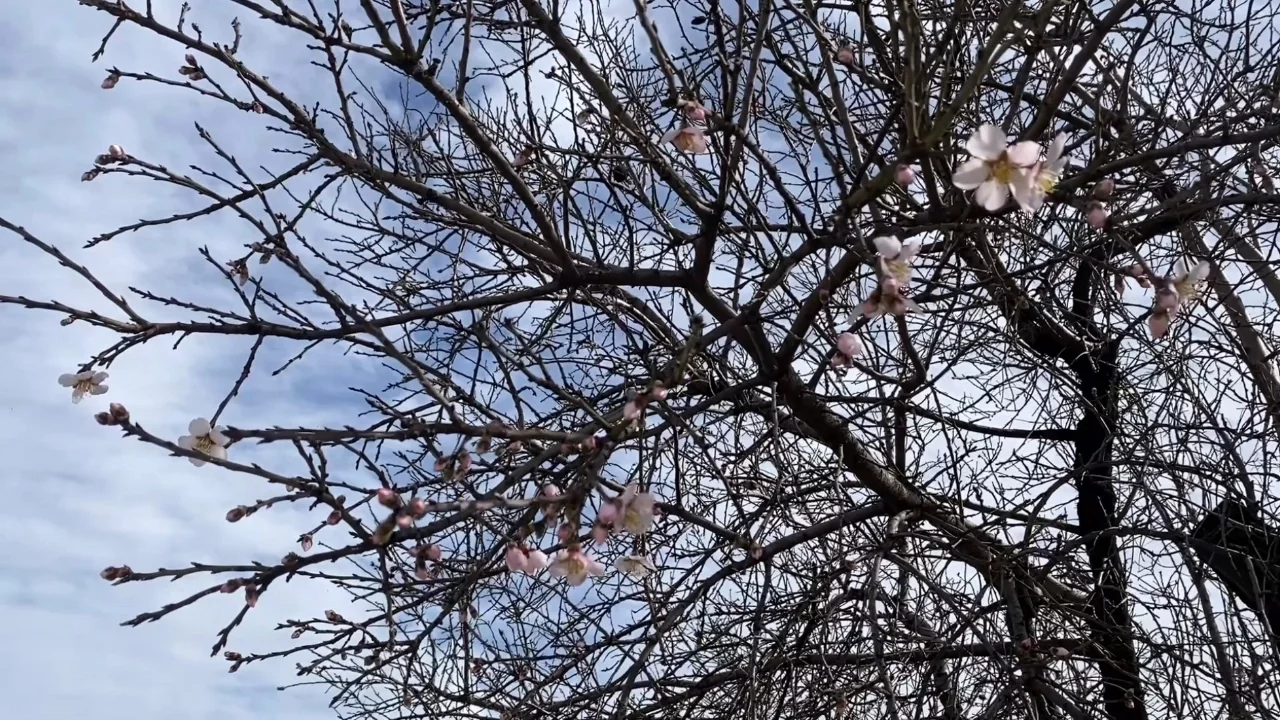 Yalancı bahar aldattı, badem ağaçları çiçek açtı