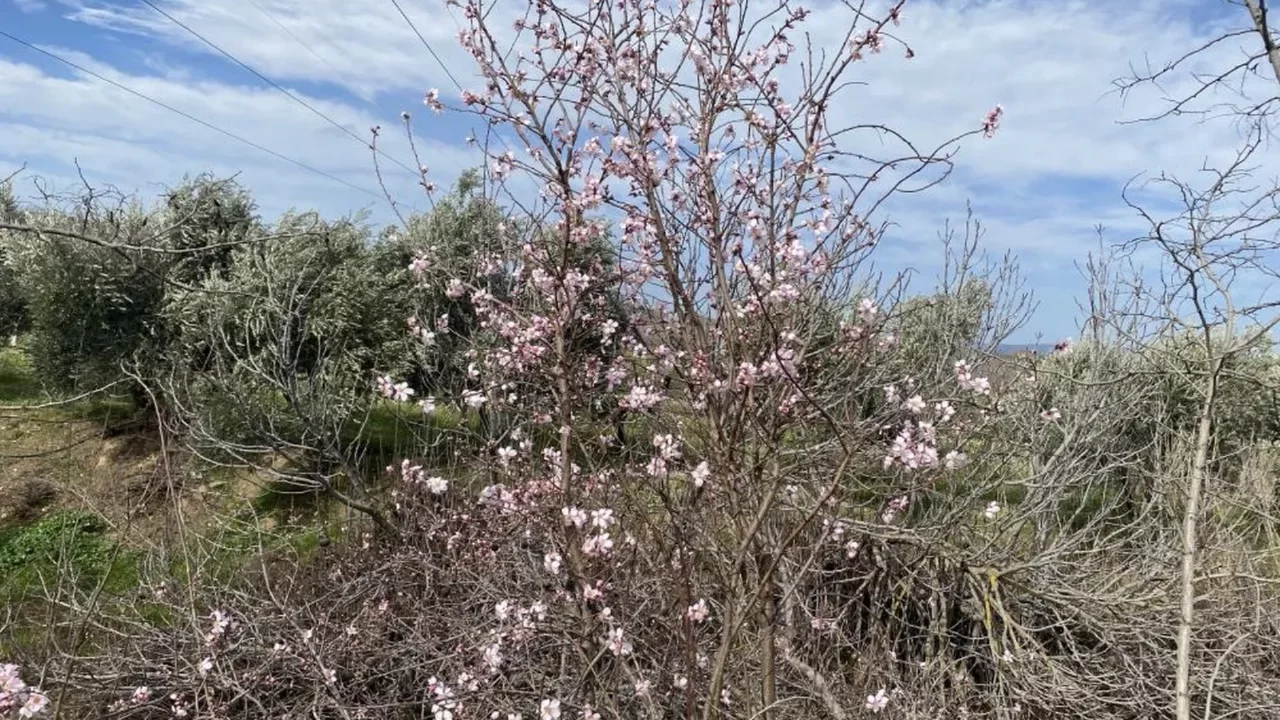 Yalancı bahar doğayı da aldattı! Badem ağaçları şubatta çiçek açtı 