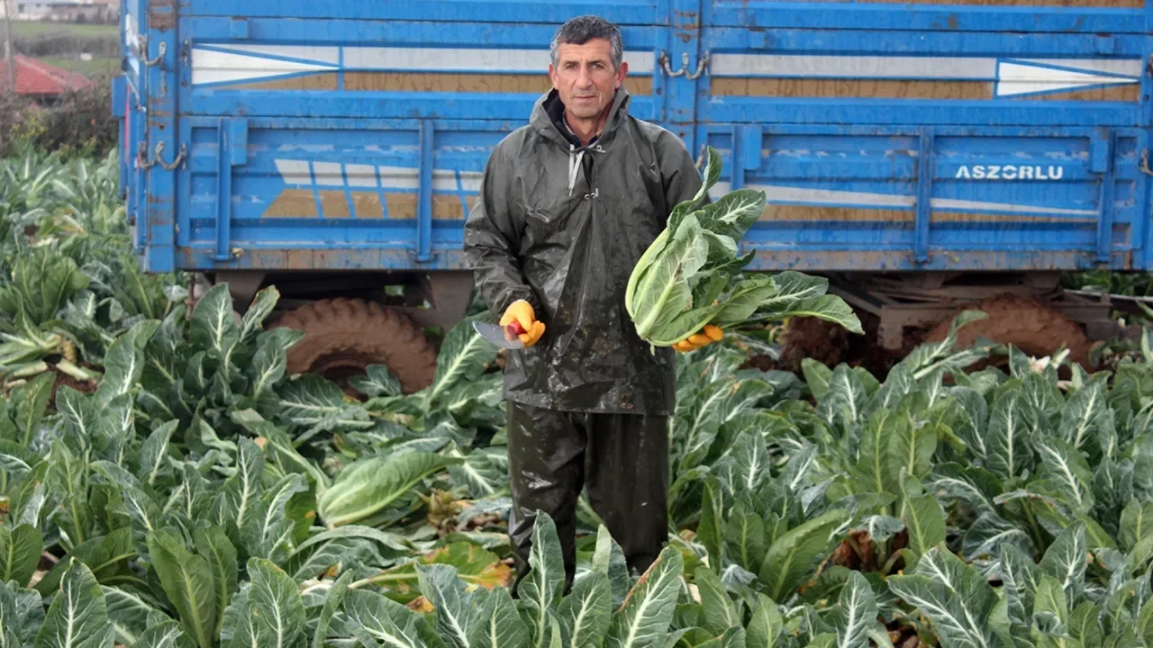 Tarlada 8, markette 50 lira!