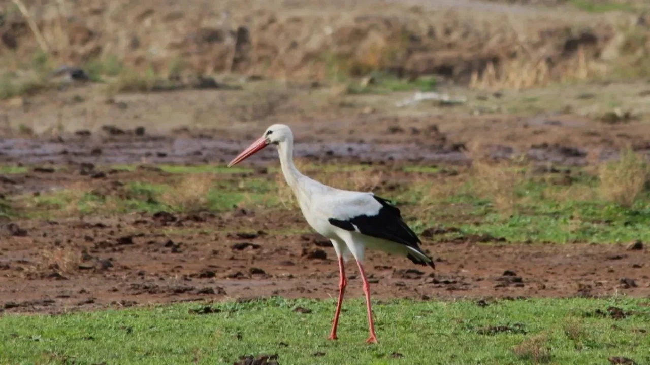 Baharın habercisi şanslı geldi: İlk leyleği gören yaşlı kadın bir çuval unu kaptı 