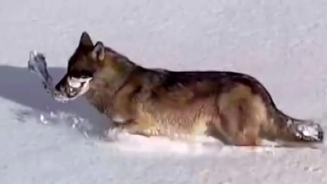 Kurtlar karlı arazide ağzında kemikle görüntülendi