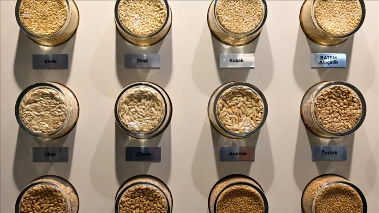 BATEM'in geliştirdiği sebze tohumları ihraç ediliyor