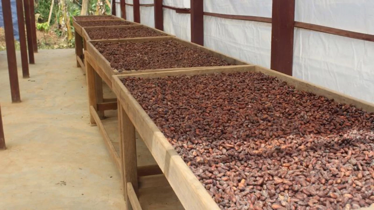 Türkiye'de kakao ihracatında rekor yaşandı