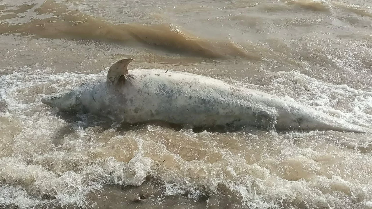 Ayvacık sahiline ölü yunus balığı vurdu