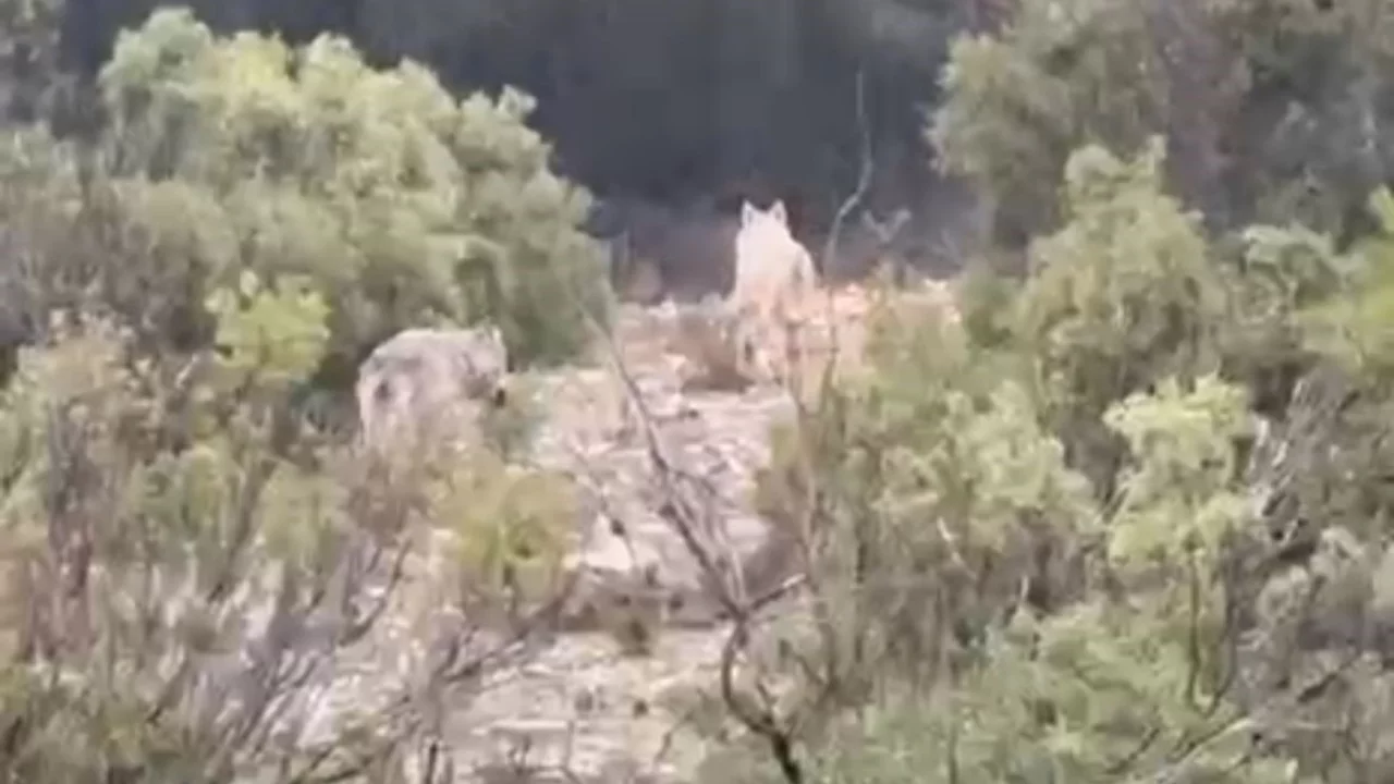 Menteşe'de kurtlar cep telefonu kamerasına yansıdı