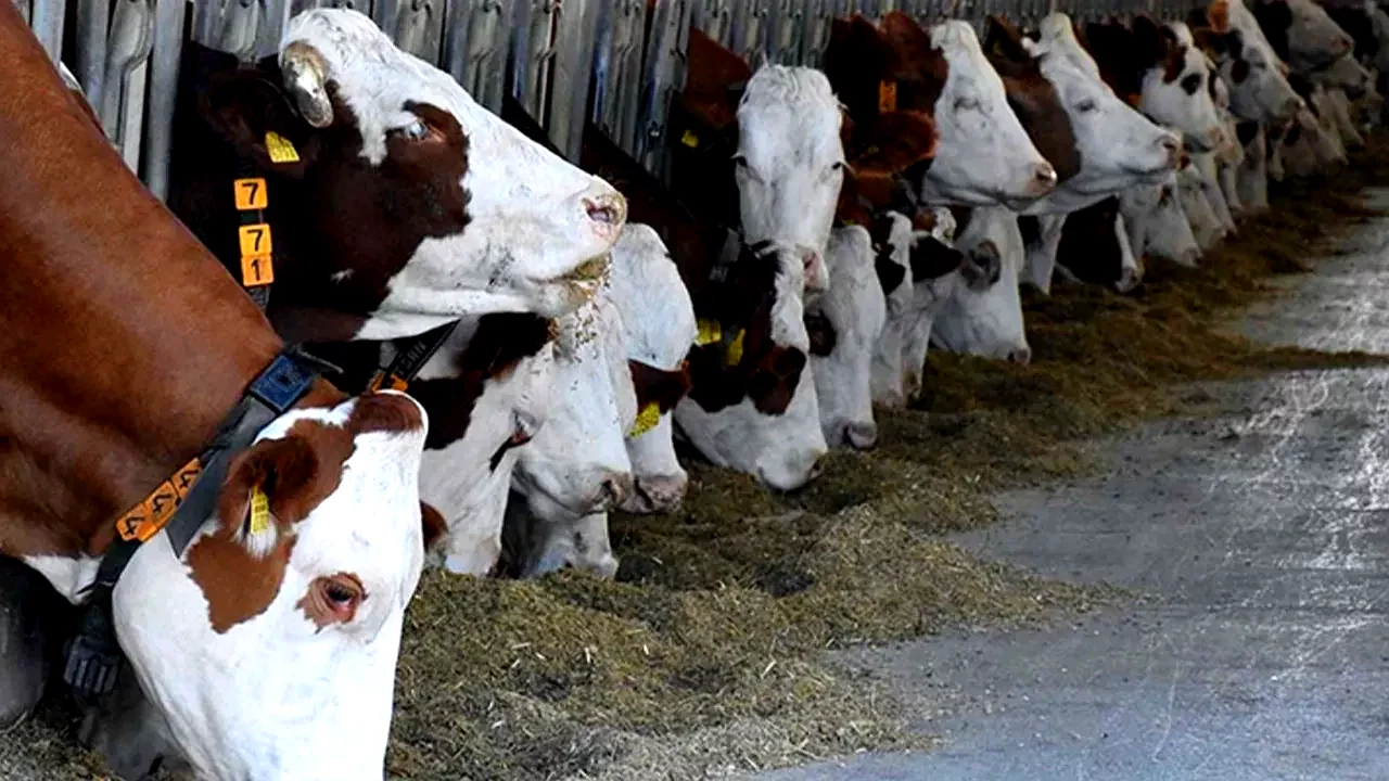 DMM'den büyükbaş hayvan sayısında "hayalet artış" iddiasına yalanlama 