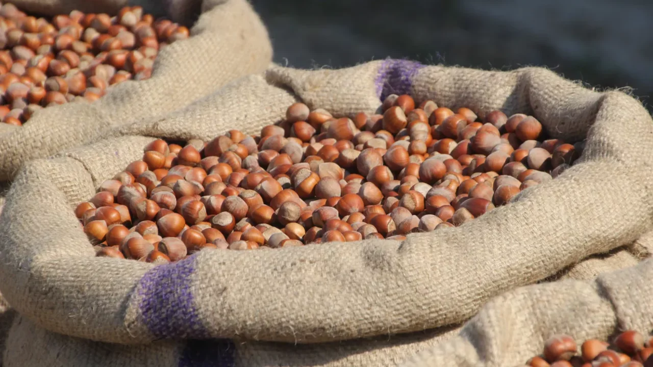 Serbest piyasada 350 TL, tekelci firmada 280 TL: Fındıkta 'fiyat' krizi 