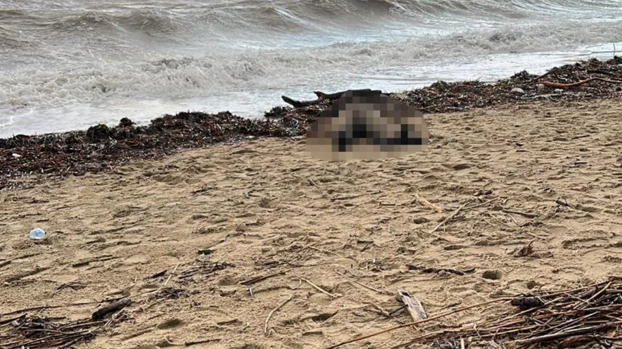 Balıkesir'de sahile kadın cesedi vurdu!