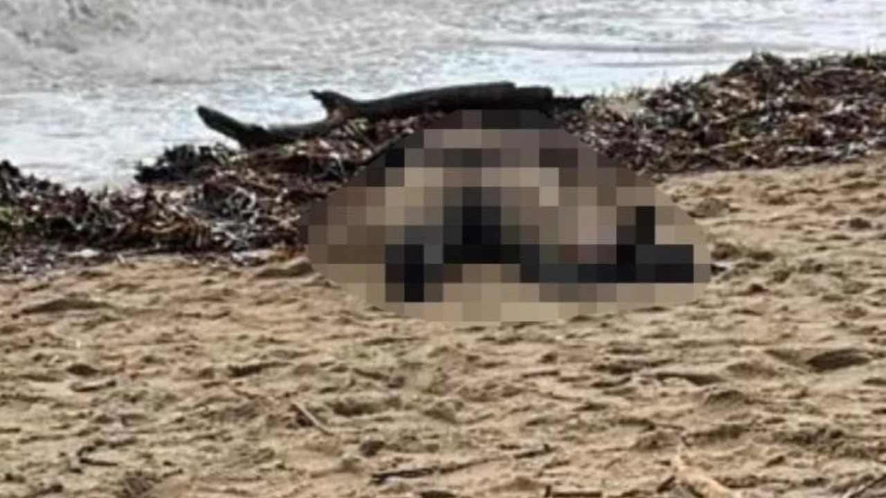 Kıyıya vuran cansız bedenin gizemi çözülüyor...