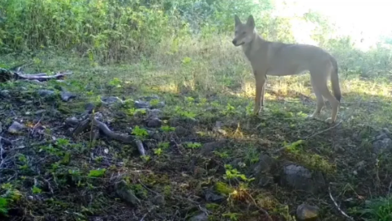 Bursa'da bozkurt görüldü!