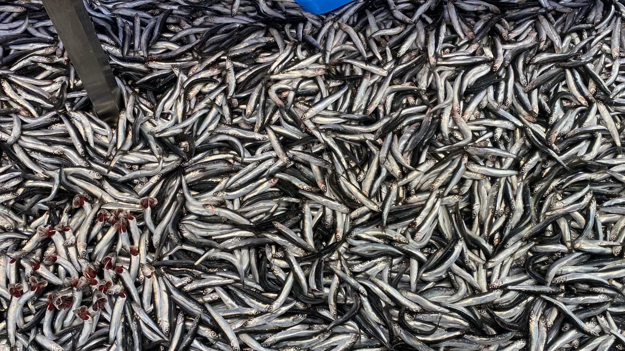 Bolu'da hamsi bolluğu sürüyor: Kilosu 200 liradan rağbet gördü