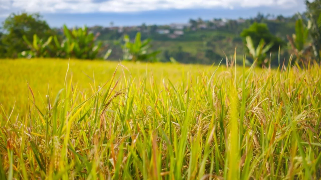 Bursa'nın tarımsal üretimine can suyu! Yağışlar üreticinin yüzünü güldürdü
