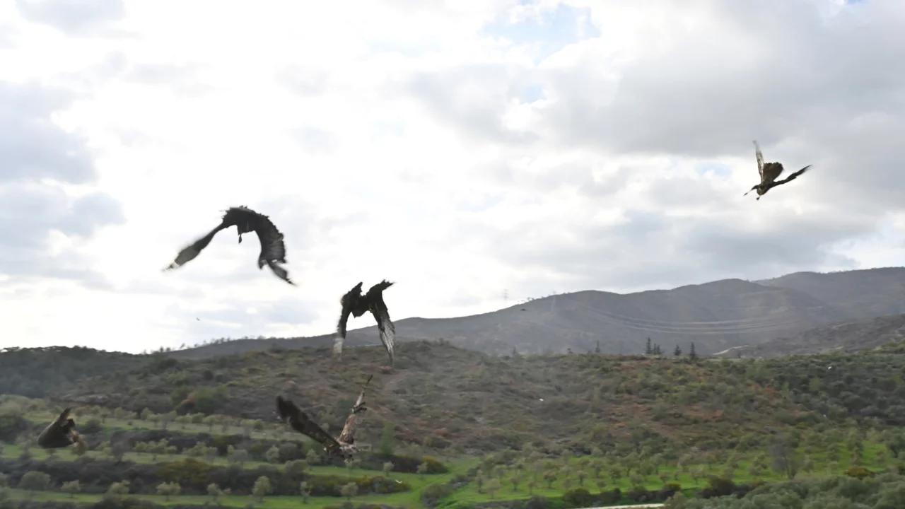 Hatay'da yaralı yırtıcı kuşlar tedavi edilip doğaya salındı: binlerce kuşun göç noktası